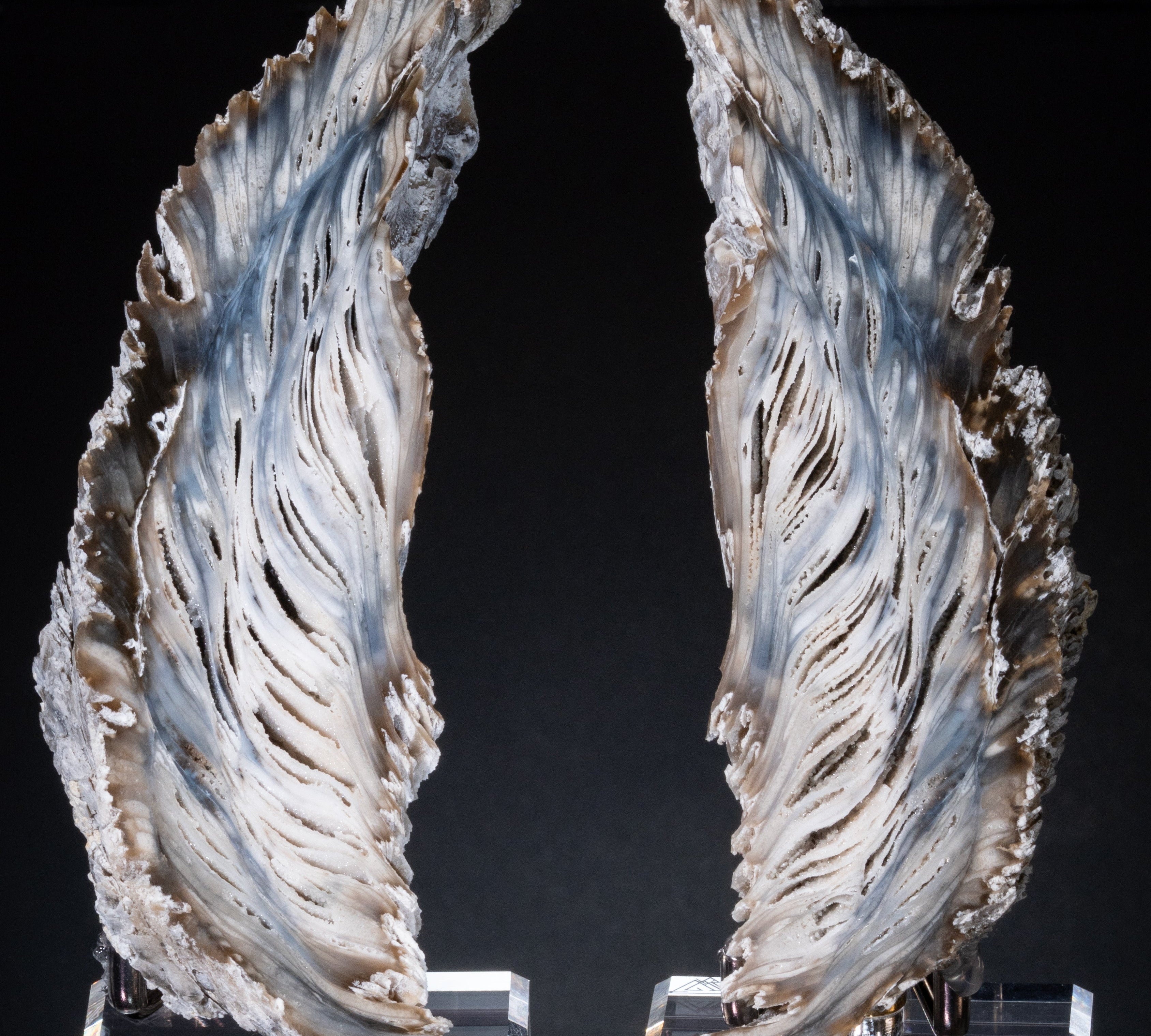 Angel Wing Oysters