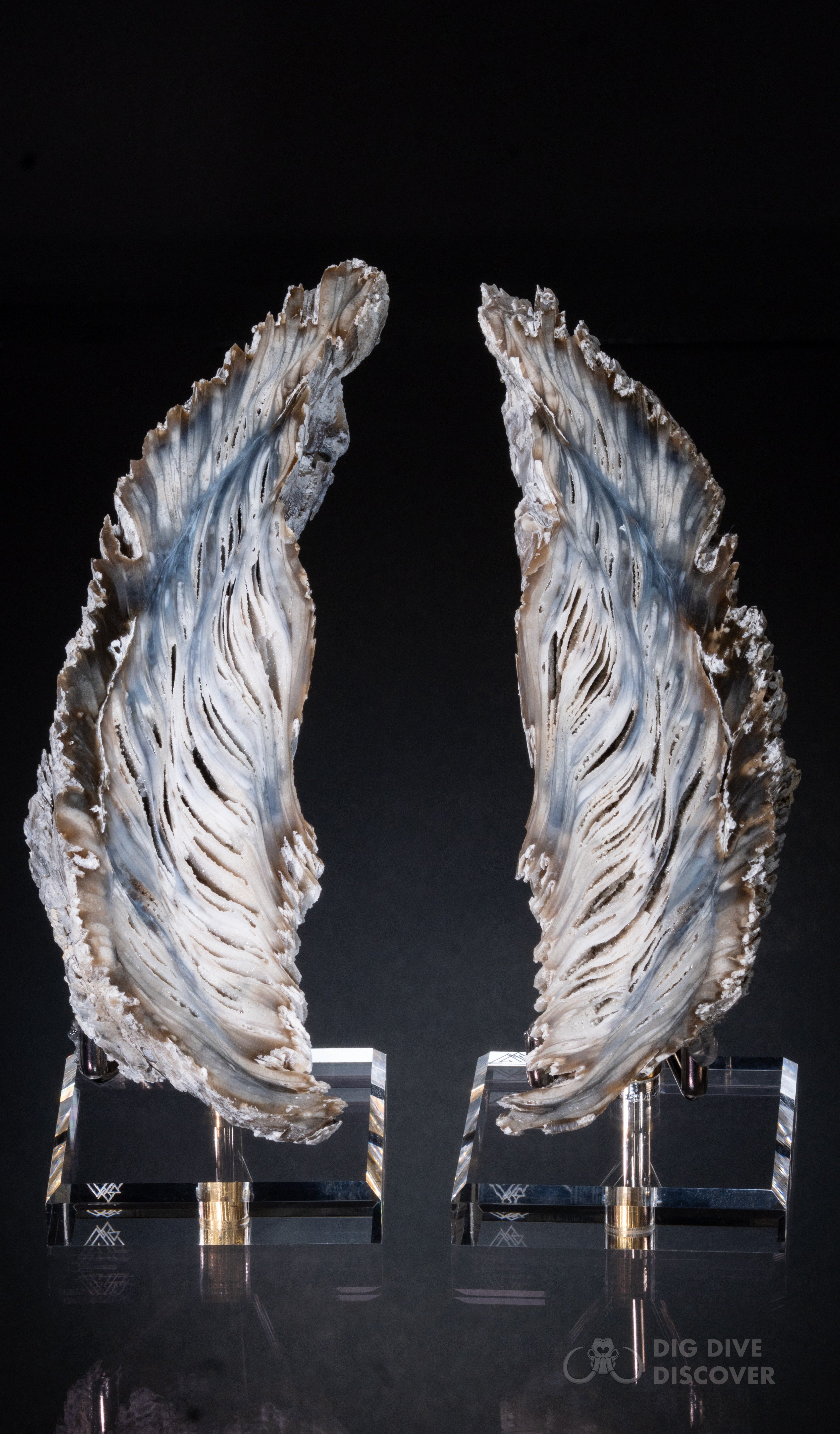 Angel Wing Oysters
