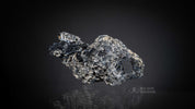 Coral Geode: Agatized Coral Fossil Coral