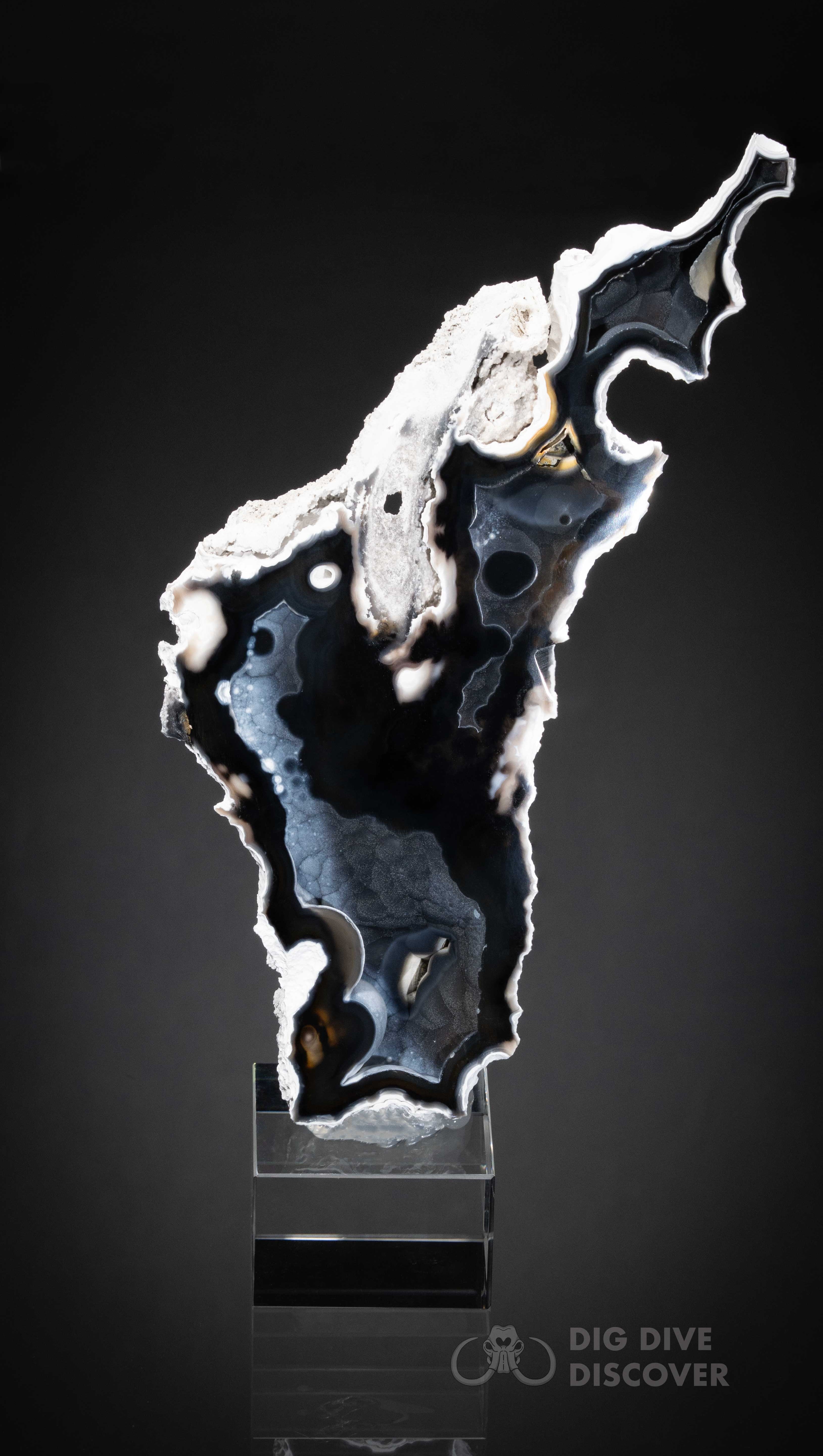 Coral Geode: Agatized Coral Fossil Coral