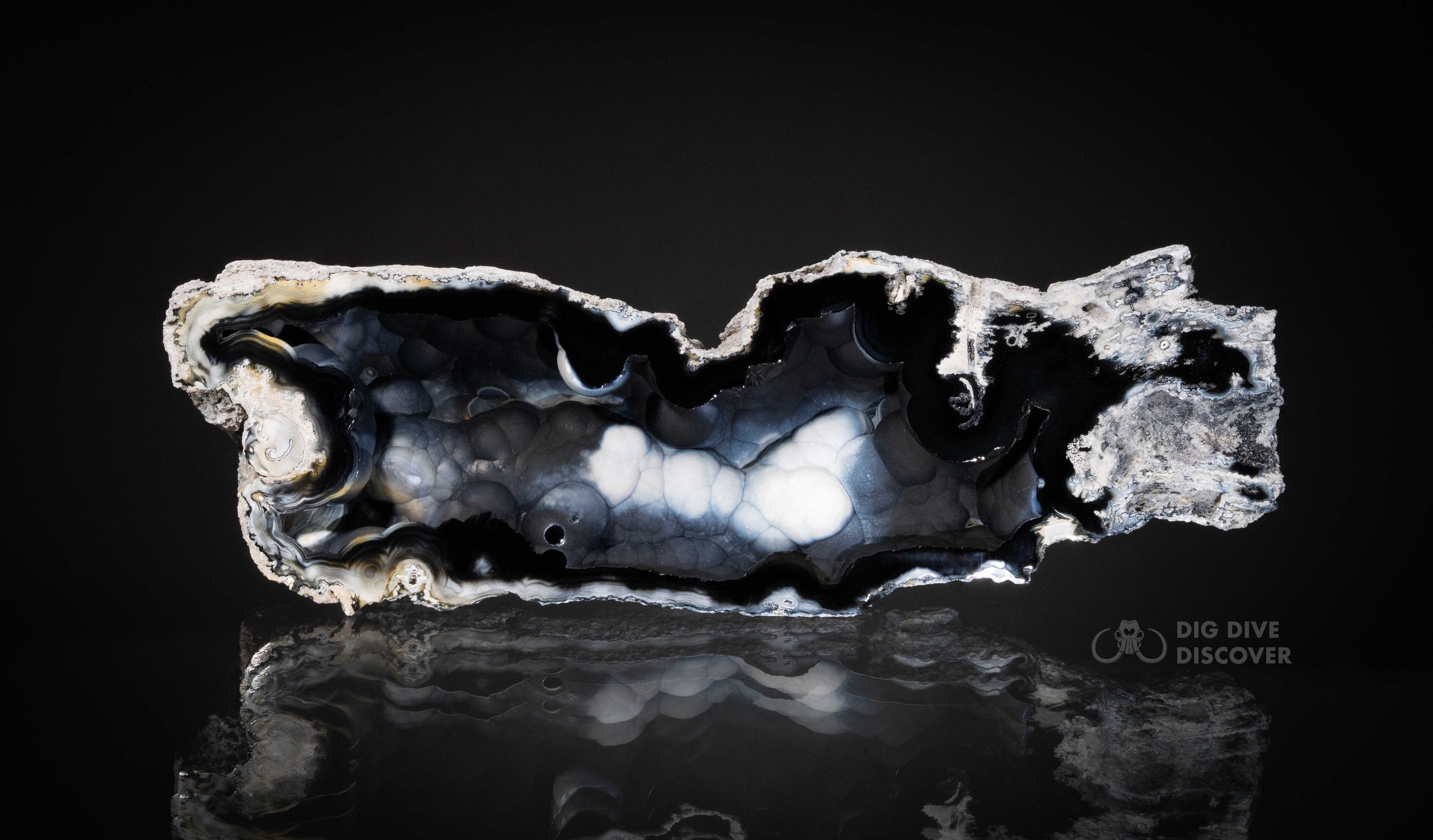 Fossil Agatized Coral Rare color Geode Cut & Polished