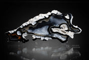 Fossil Agatized Coral Rare color Geode Cut & Polished