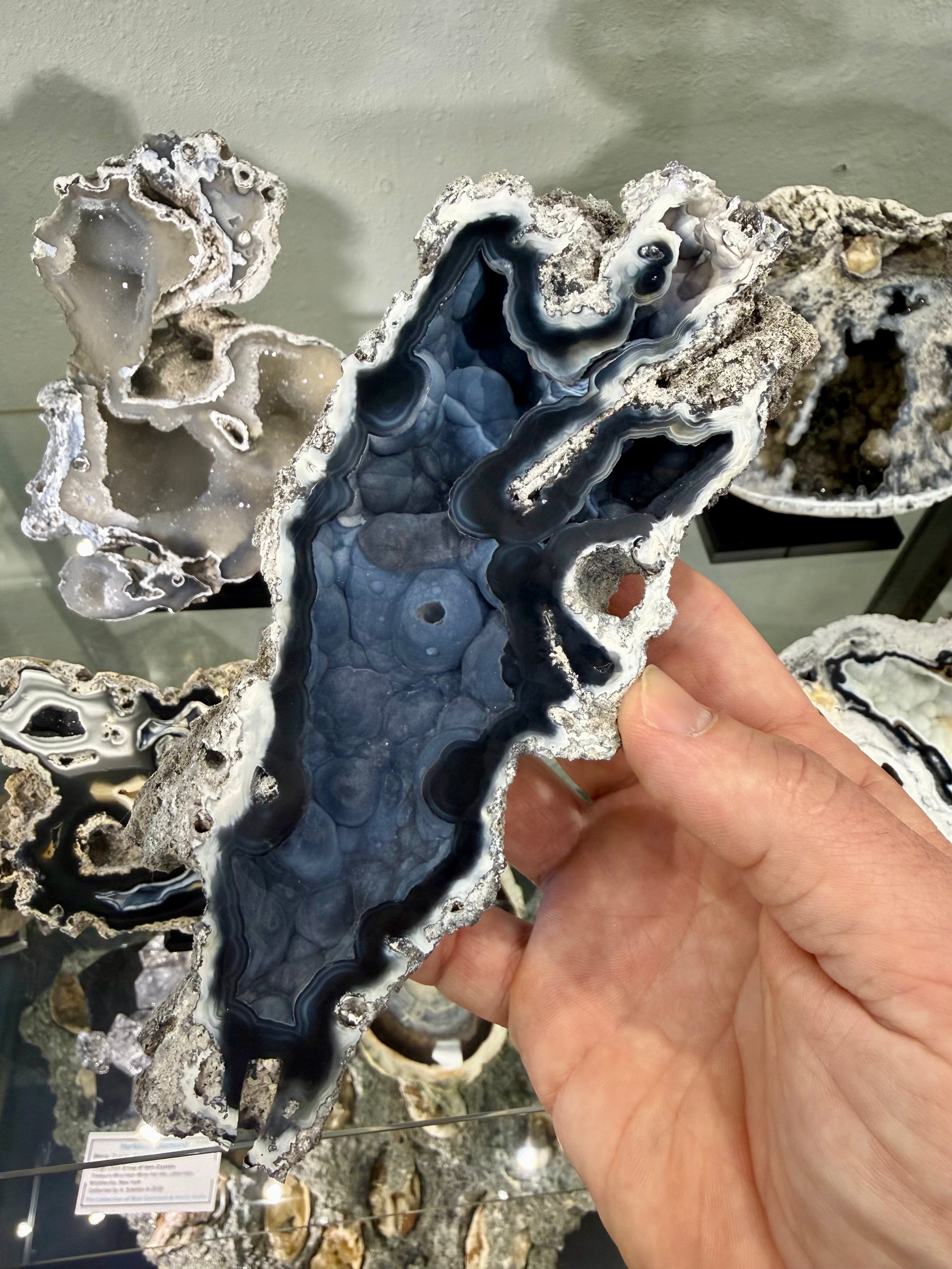 Fossil Agatized Coral Rare color Geode Cut & Polished