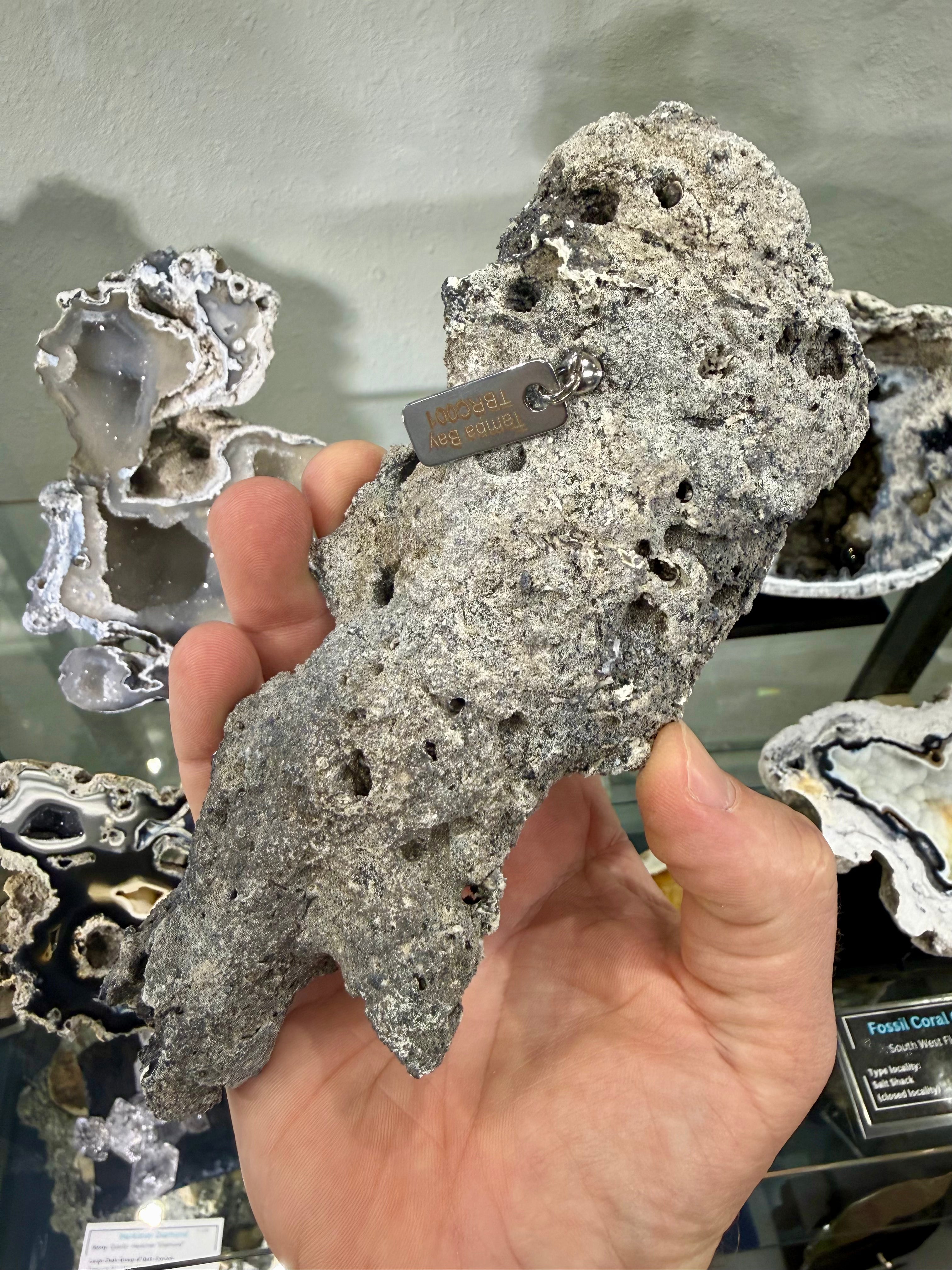 Fossil Agatized Coral Rare color Geode Cut & Polished