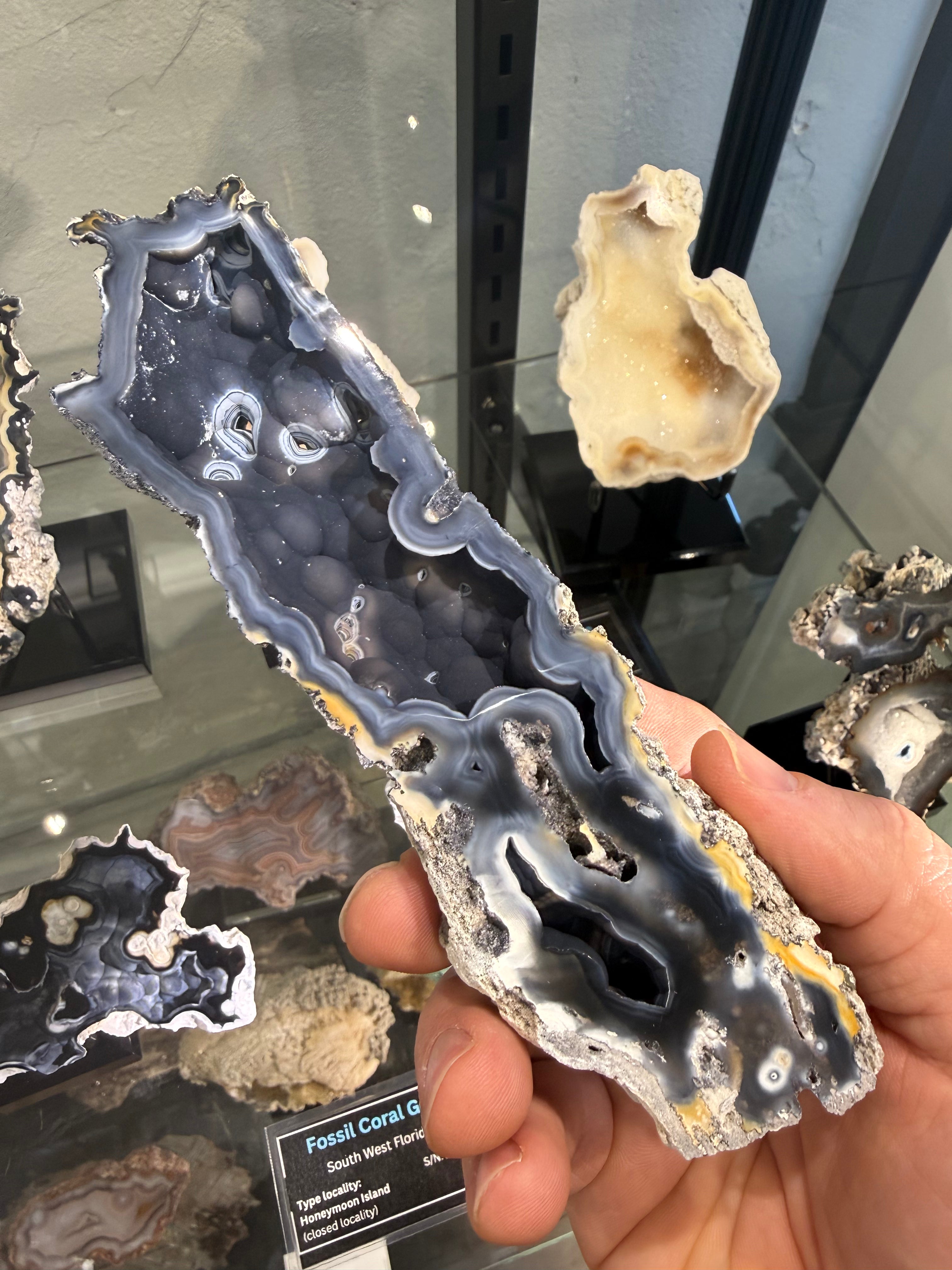 Fossil Agatized Coral Rare color Geode Cut & Polished