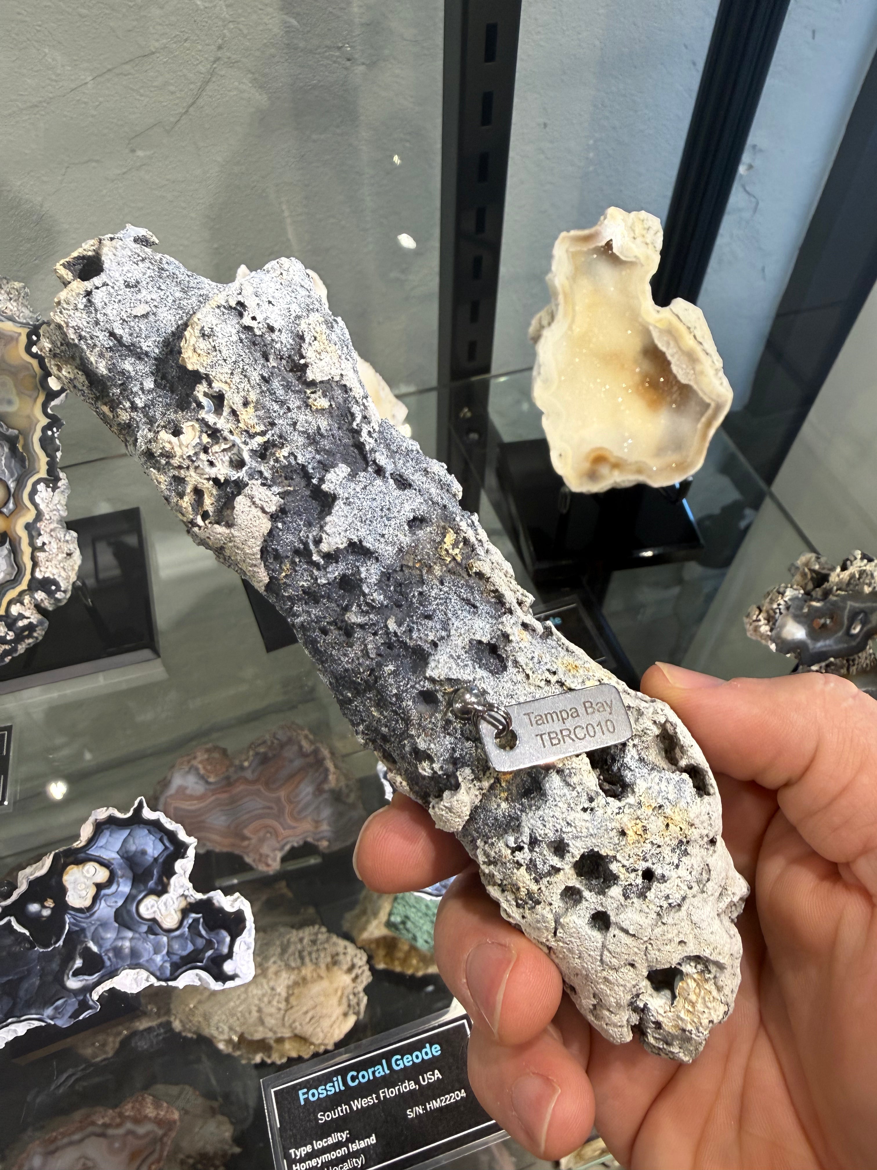 Fossil Agatized Coral Rare color Geode Cut & Polished