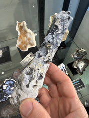 Fossil Agatized Coral Rare color Geode Cut & Polished