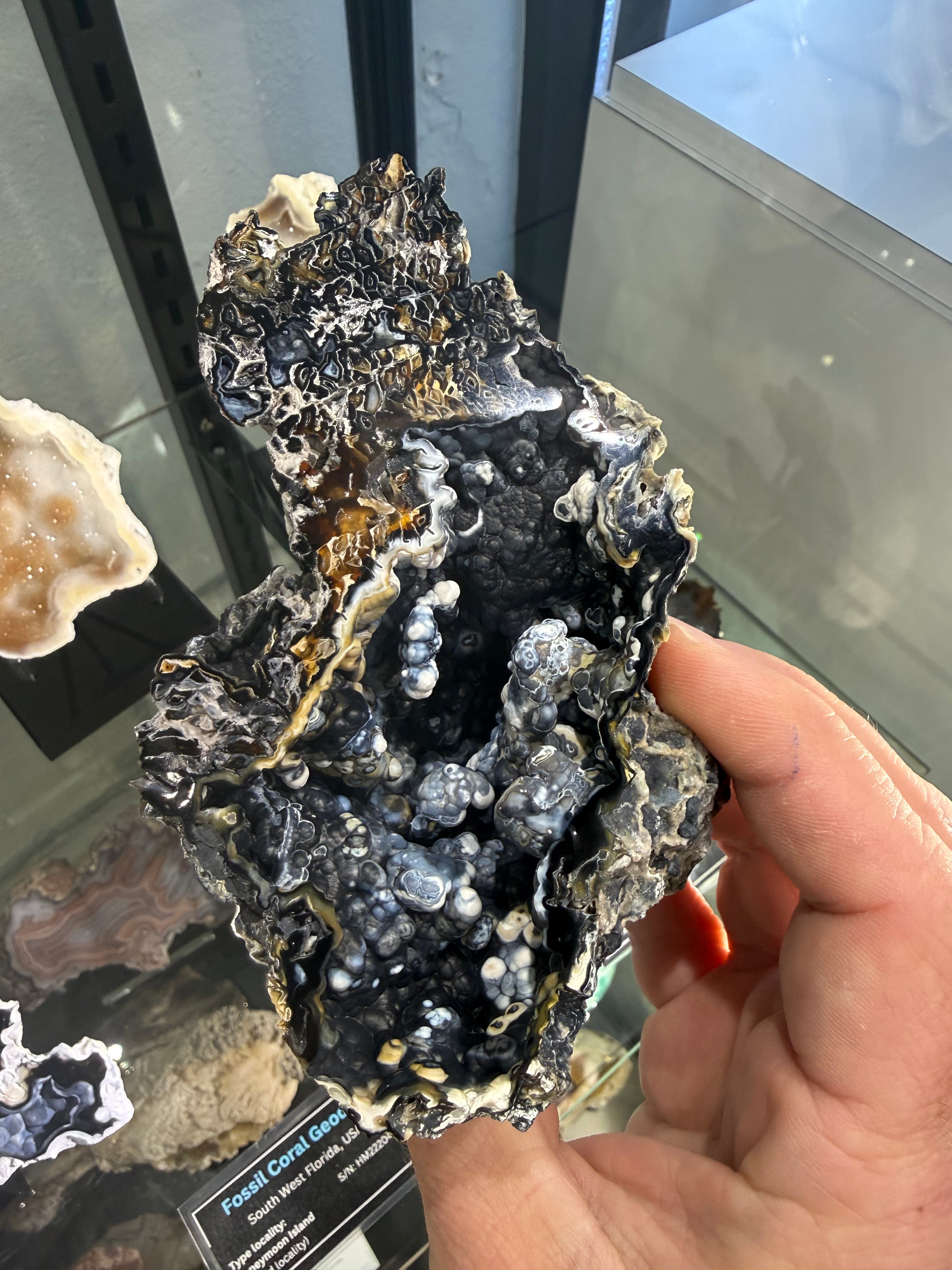 Coral Geode: Agatized Coral Fossil Coral