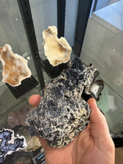 Coral Geode: Agatized Coral Fossil Coral