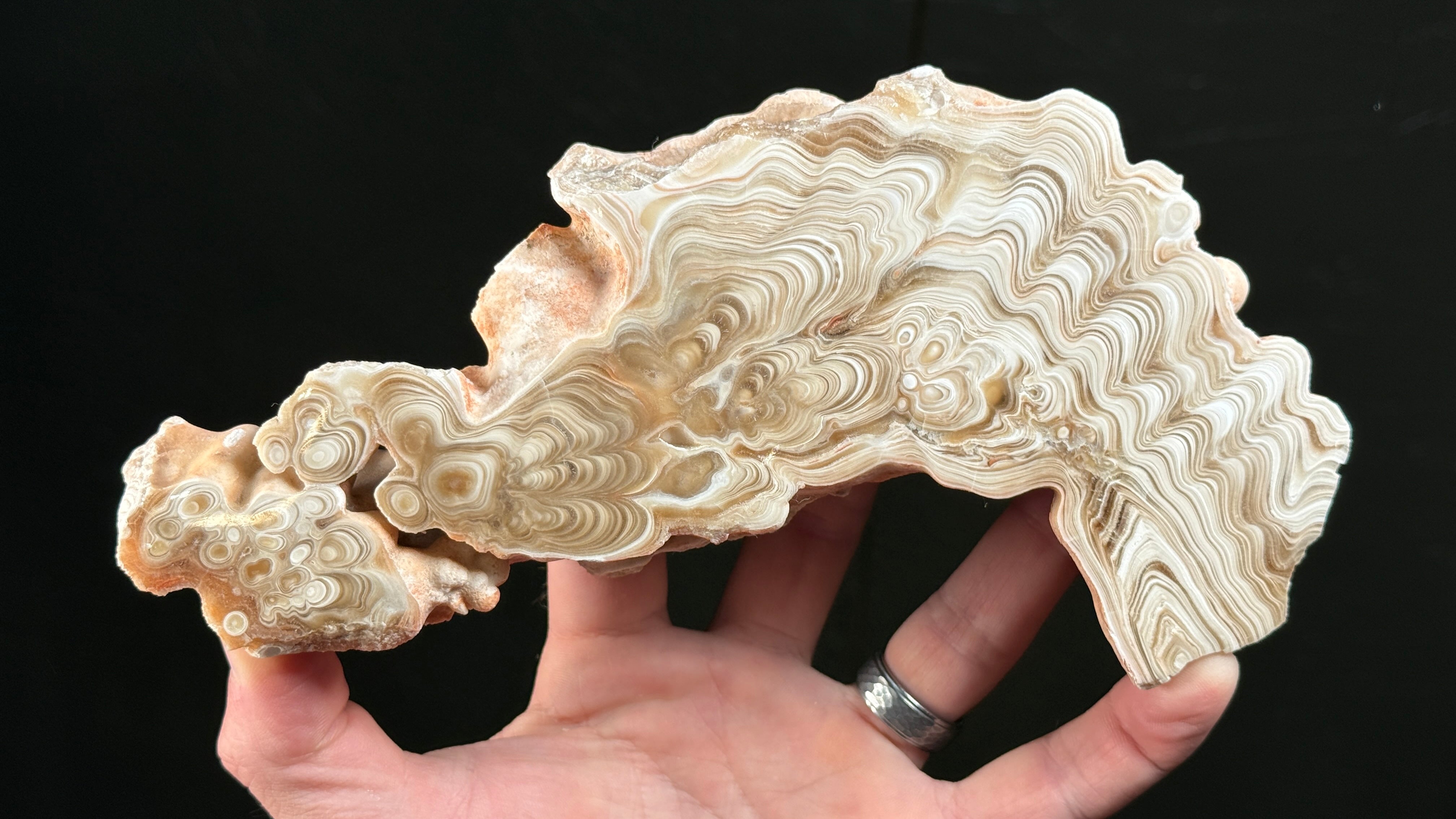 Museum Grade Mirror Polish Finish (Two Sided Specimen of Special Banded Stalactite)