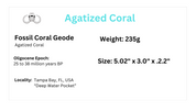 Coral Geode: Agatized Coral Fossil Coral