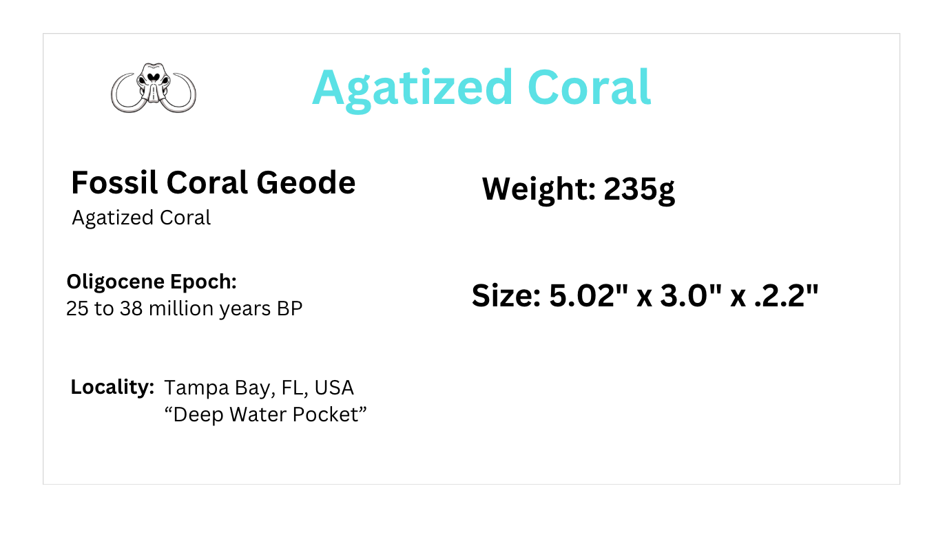 Coral Geode: Agatized Coral Fossil Coral