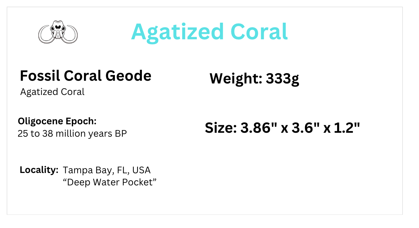 Coral Geode: Agatized Coral Fossil Coral