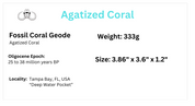 Coral Geode: Agatized Coral Fossil Coral