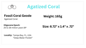 Fossil Agatized Coral Rare color Geode Cut & Polished