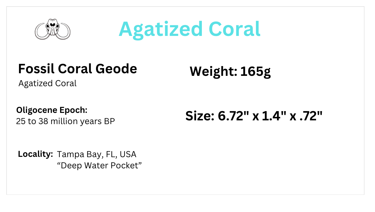 Fossil Agatized Coral Rare color Geode Cut & Polished