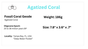 Fossil Agatized Coral Rare color Geode Cut & Polished