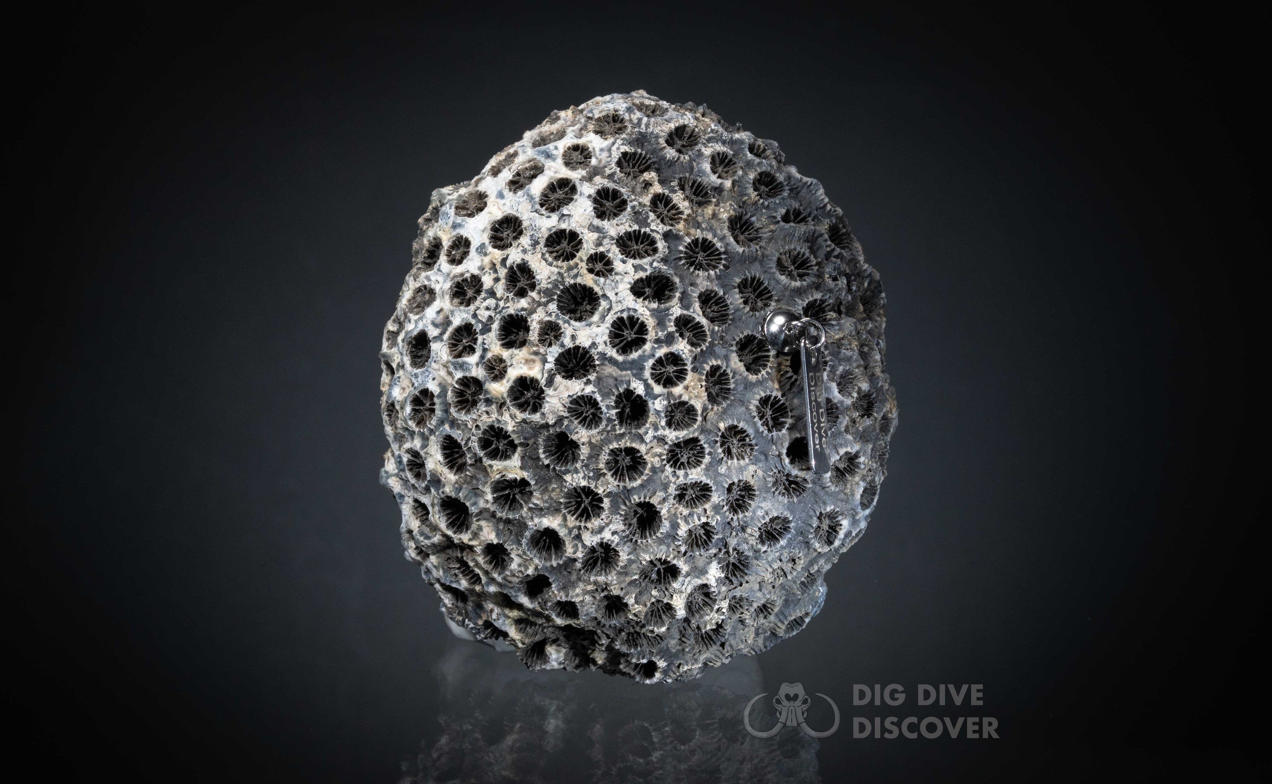 Coral Geode: Agatized Coral Fossil Coral