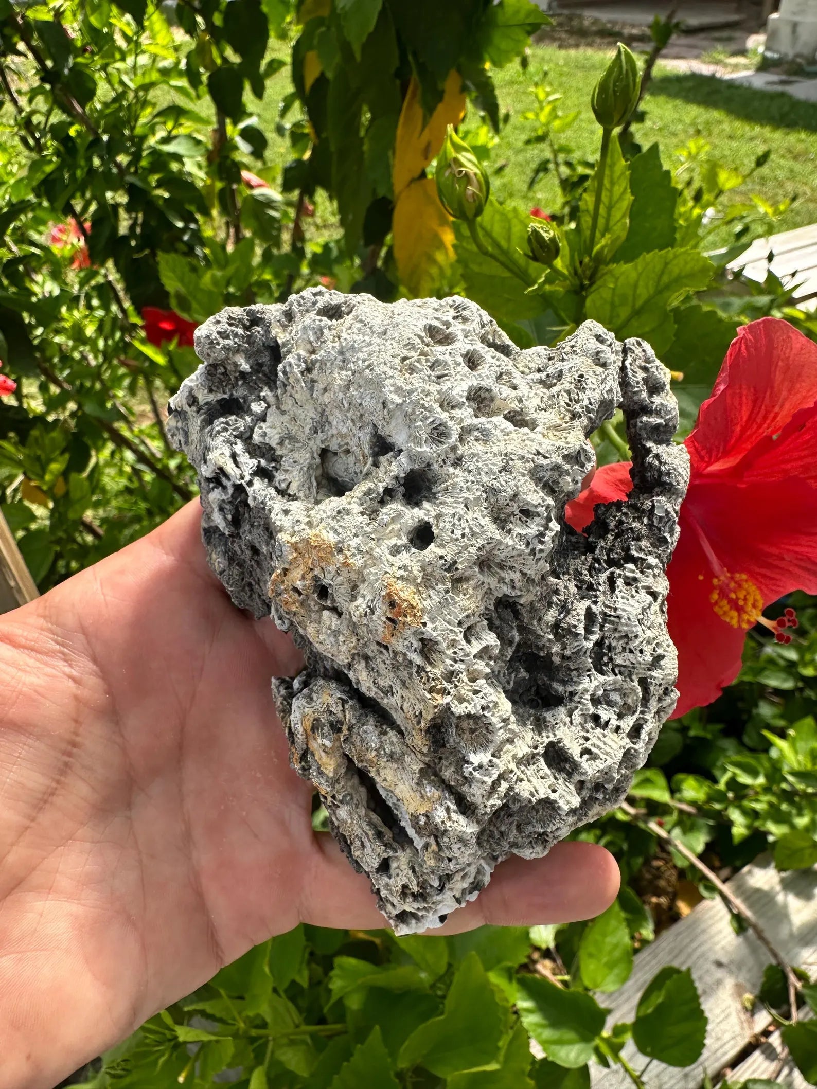 Fossil Agatized Coral Rare color Geode Cut & Polished