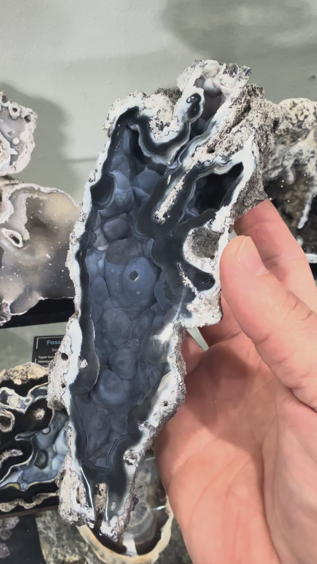 Fossil Agatized Coral Rare color Geode Cut & Polished