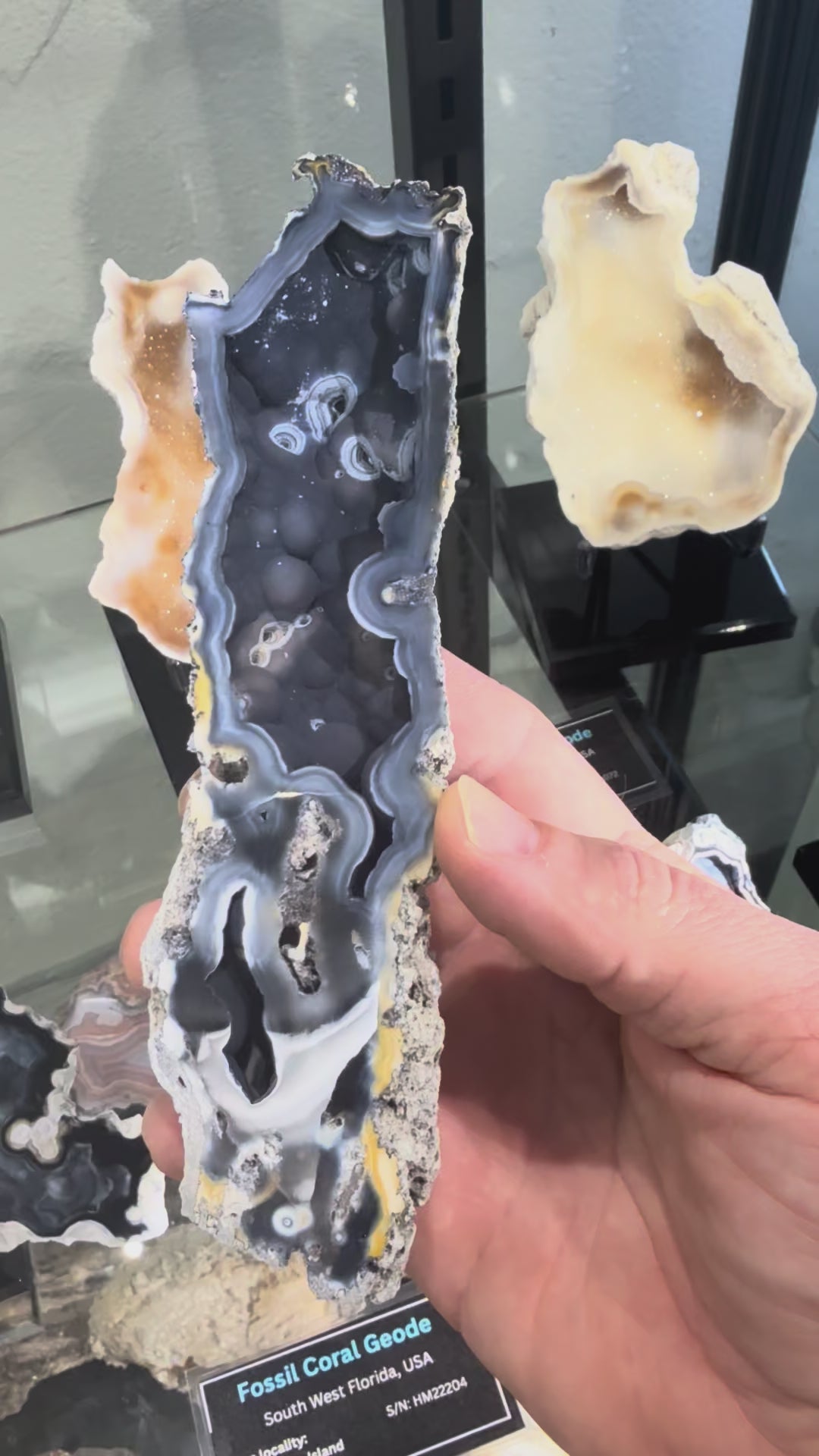 Fossil Agatized Coral Rare color Geode Cut & Polished