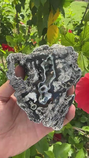 Fossil Agatized Coral Rare color Geode Cut & Polished