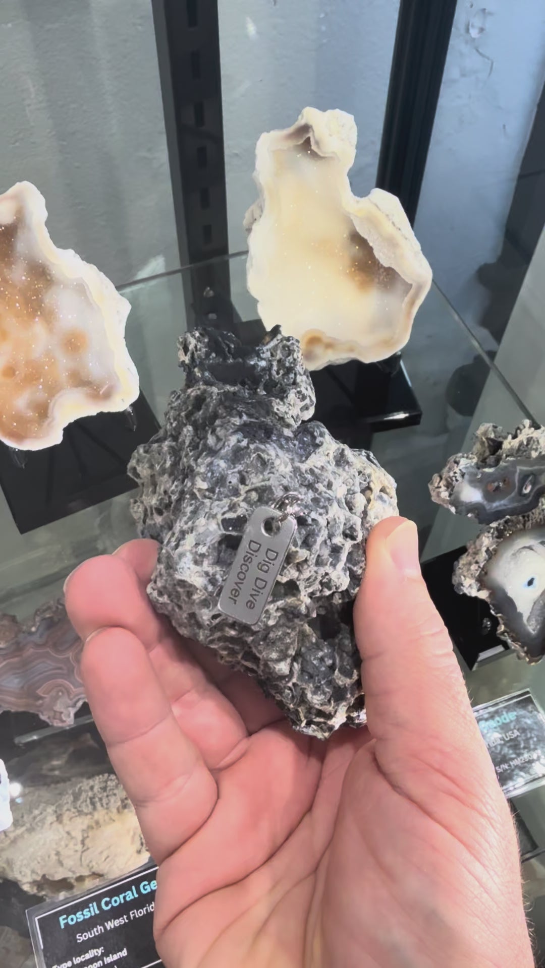 Coral Geode: Agatized Coral Fossil Coral